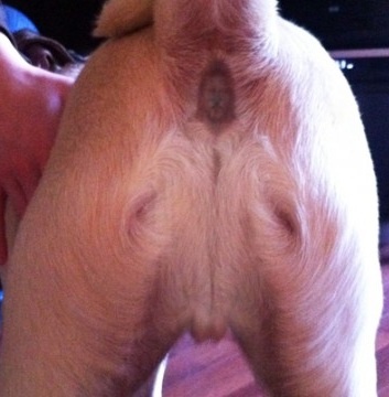 A dog's bum which looks like Jesus with arms outstretched